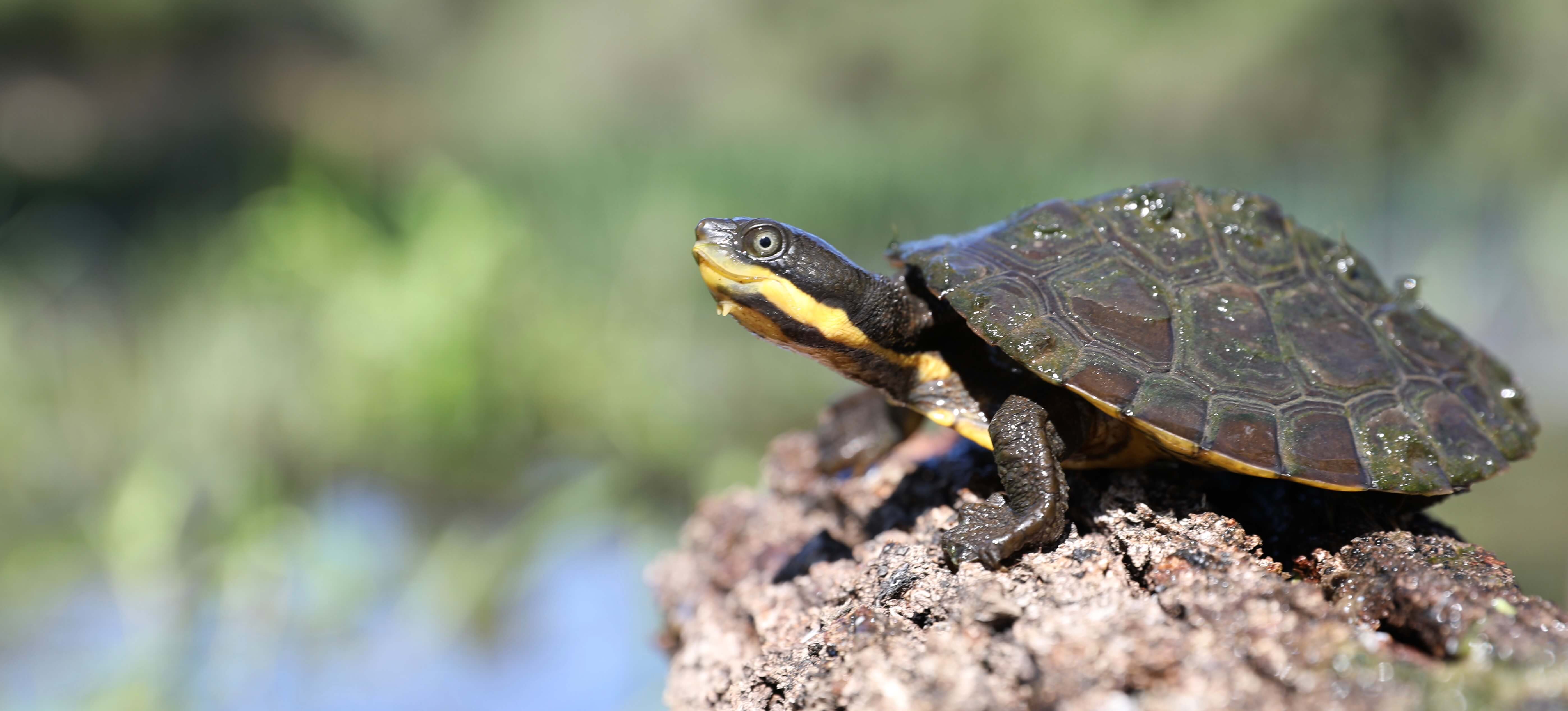 Australian Reptile Park helps save species from extinction | News